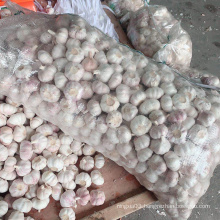 China new crop 20kg mesh bag fresh garlic